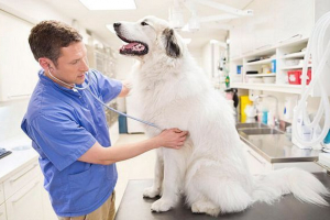 Przyczyny i pierwsza pomoc na drgawki u psów Przyczyny i pierwsza pomoc na drgawki u psów